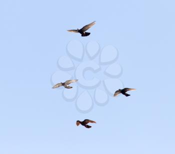 flock of pigeons on blue sky