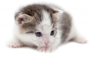 little kitten on white background