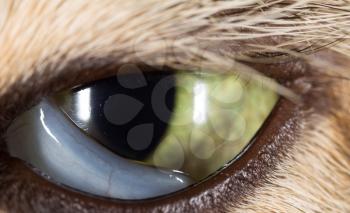 cat eyes in nature. macro