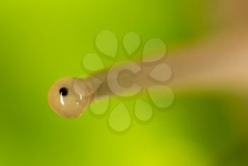 Eye snail in nature. super macro