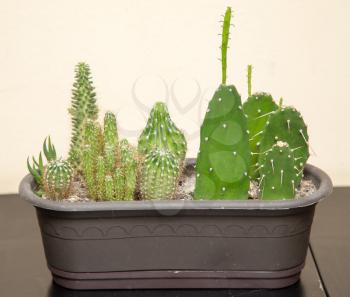 green prickly cactus in the home