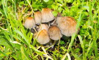 Mushrooms in the grass on the nature
