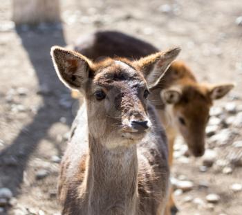 Portrait of a young female deer