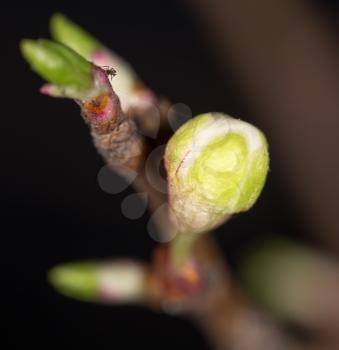 flower bud on a tree outdoors, close-up