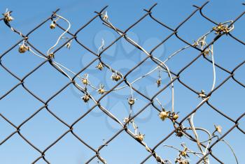 dry climber on a metal fence on a background of blue sky