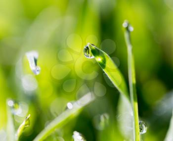 drops of dew on the green grass