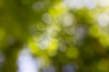 nature green bokeh as a background