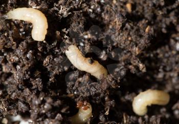 white fly larvae in the soil. macro