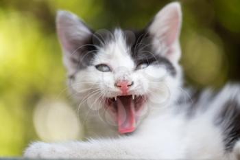 Kitten yawns in nature