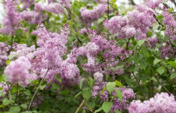 beautiful lilac flowers in nature