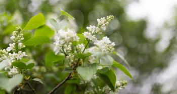 beautiful flowers of white lilac in nature