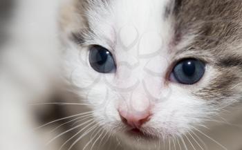 Portrait of a small kitten