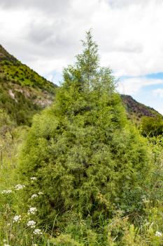 coniferous tree in the mountains in nature