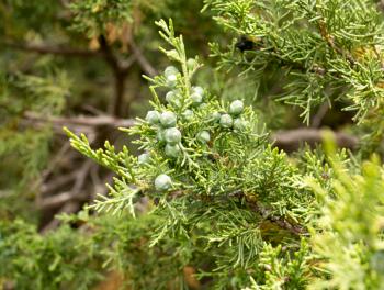 coniferous branch on nature
