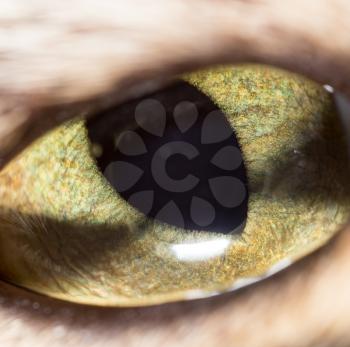 yellow cat eyes. super macro