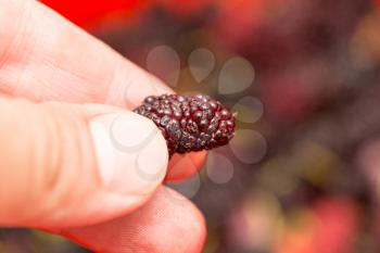 mulberry berries in a hand