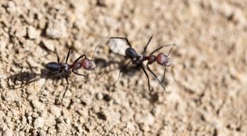 Ant on dry ground. macro
