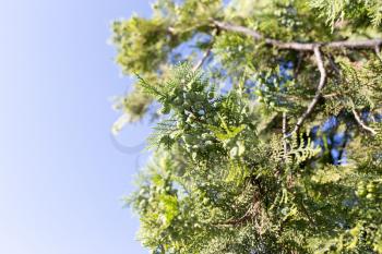 Beautiful branch of a thuja on nature