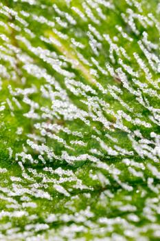 frost on the green sheet. macro