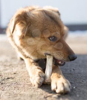 dog gnaws a bone in nature