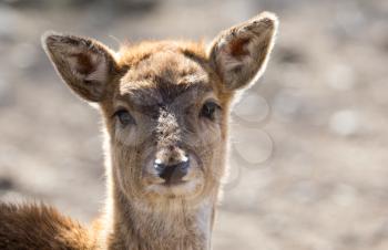 Portrait of a young female deer