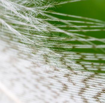 feather on a green background