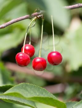 ripe cherries on the tree in nature