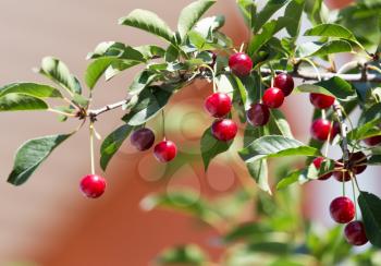 ripe cherries on the tree in nature