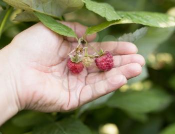ripe raspberries in hand on nature