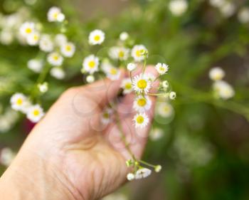 small daisies in hand on nature