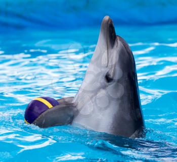 dolphin with a ball in the pool
