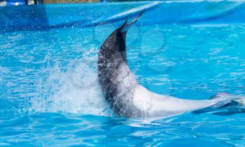 Dolphin jumping in the pool