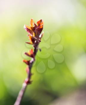 small leaves on a tree in spring. macro
