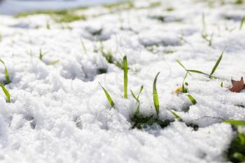snow on the green grass