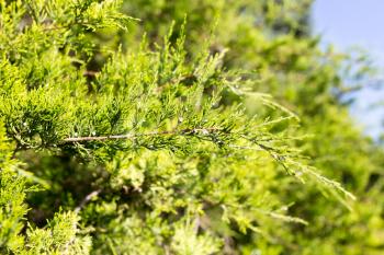 Beautiful branch of a thuja on nature