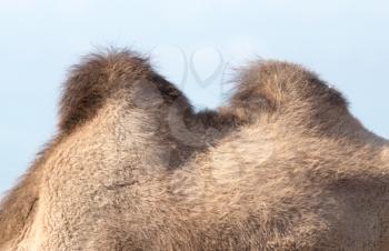 two humps of a camel