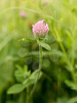 Red clover flower in nature