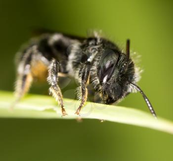 black bee on nature. macro