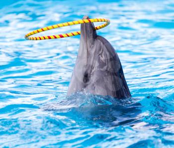dolphin spinning hoop in the pool