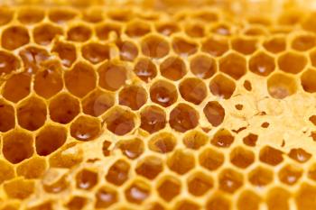 Fresh honey in the comb. macro