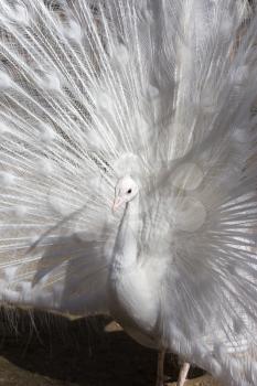 Portrait of the beautiful male white peacock with spread tail feathers