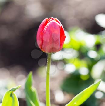 closed tulip flower in nature