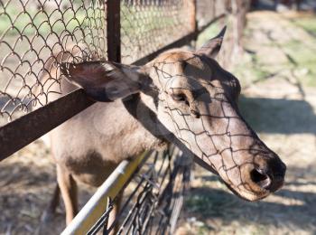 deer behind a fence in zoo