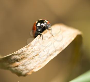 beetle on nature. macro