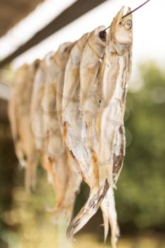 dry salted fish outdoors