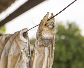 dry salted fish outdoors