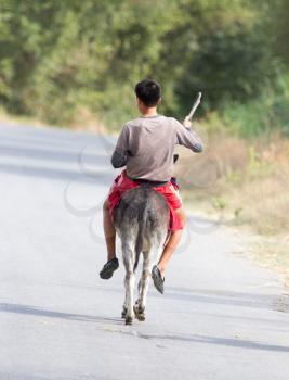 boy rides on a donkey on the road