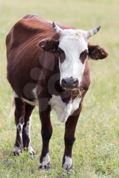 cow in a pasture in nature