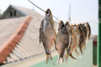 sun-dried salted fish in the air