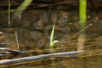 leaves of reeds in water